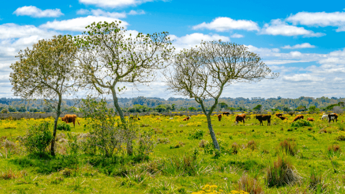 7 reasons to get to know Punta del Este beyond its beaches