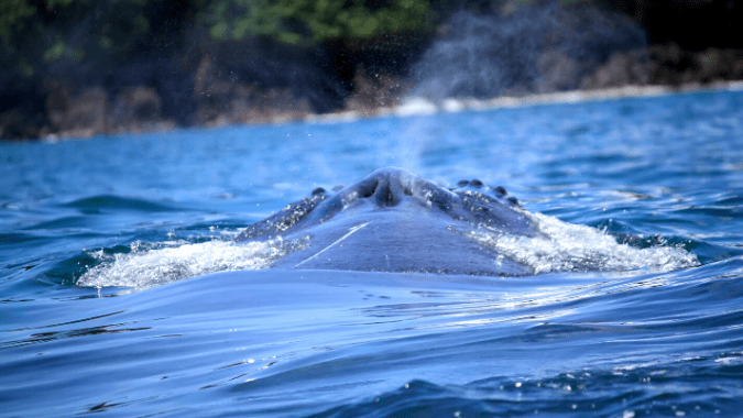 5 Reasons to visit the Colombia’s Pacific Coast