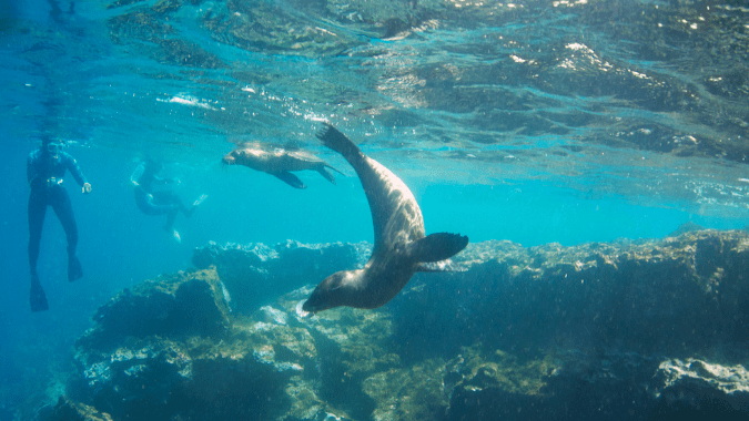 Galapagos is the ideal place for snorkeling, don't miss it!