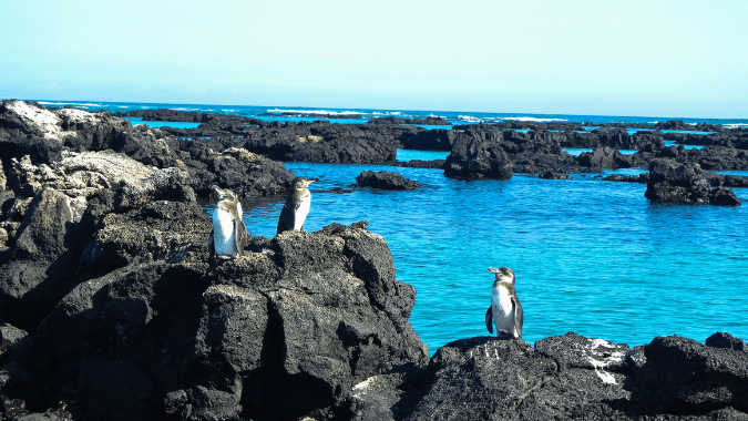 Watch these cute Galapagos penguins on volcanic rocks