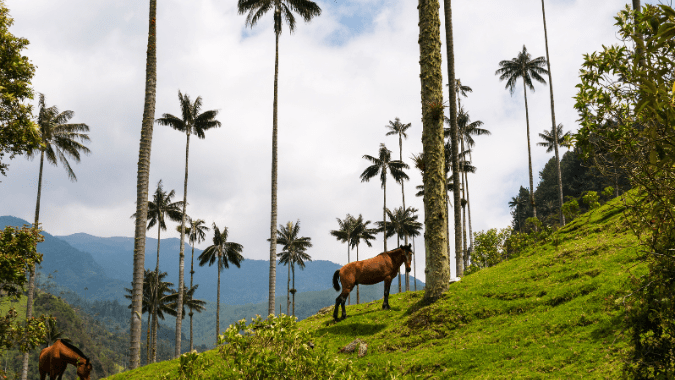 Complete Guide to Explore the Coffee Axis in the Heart of Colombia