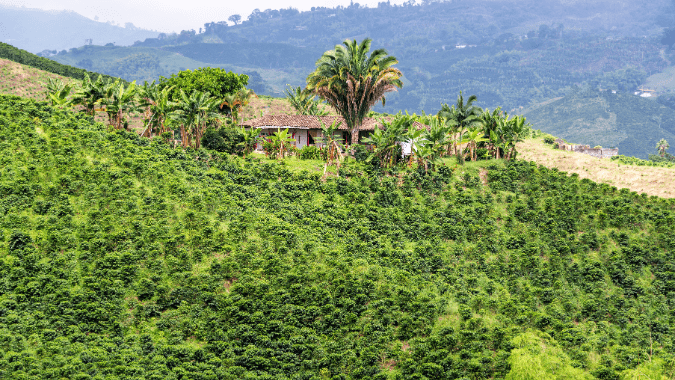 Complete Guide to Explore the Coffee Axis in the Heart of Colombia