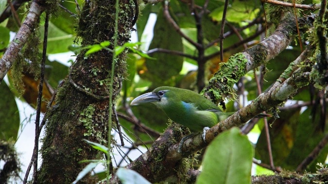 biodiversidad