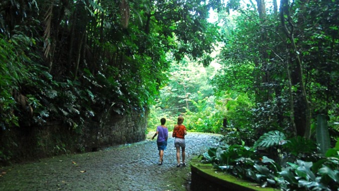 Bosque de Tijuca