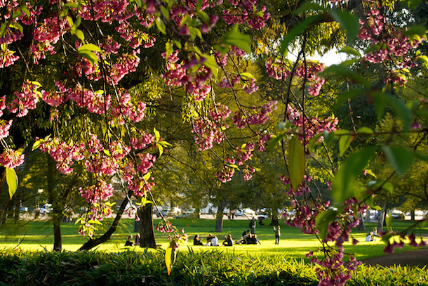 Spring flowers in the parks of Buenos Aires