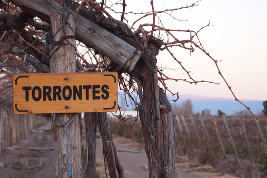 Use your meals between tours to try different sorts of wines / source