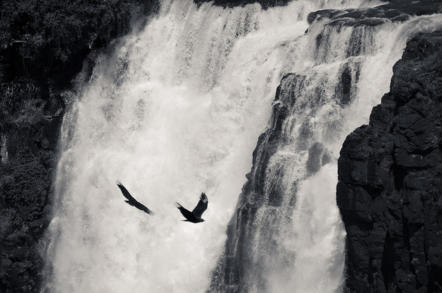 Great Dusky Swifts are often seen plunging into the falls
