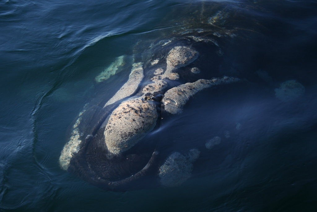 Looking down at a Southern Right Whale in the water
