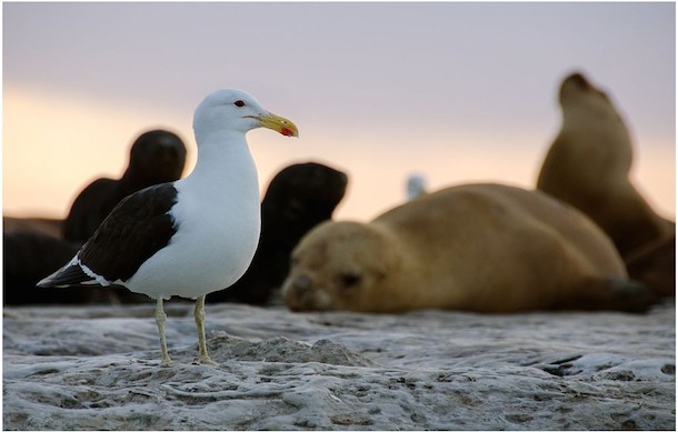 A gull and a sea lion relaxing on a rock in Peninsula Valdes