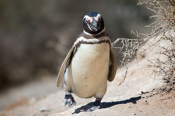 A penguin