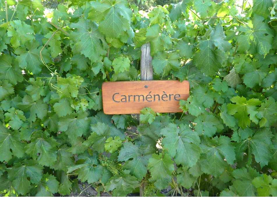 concha y toro winery tour