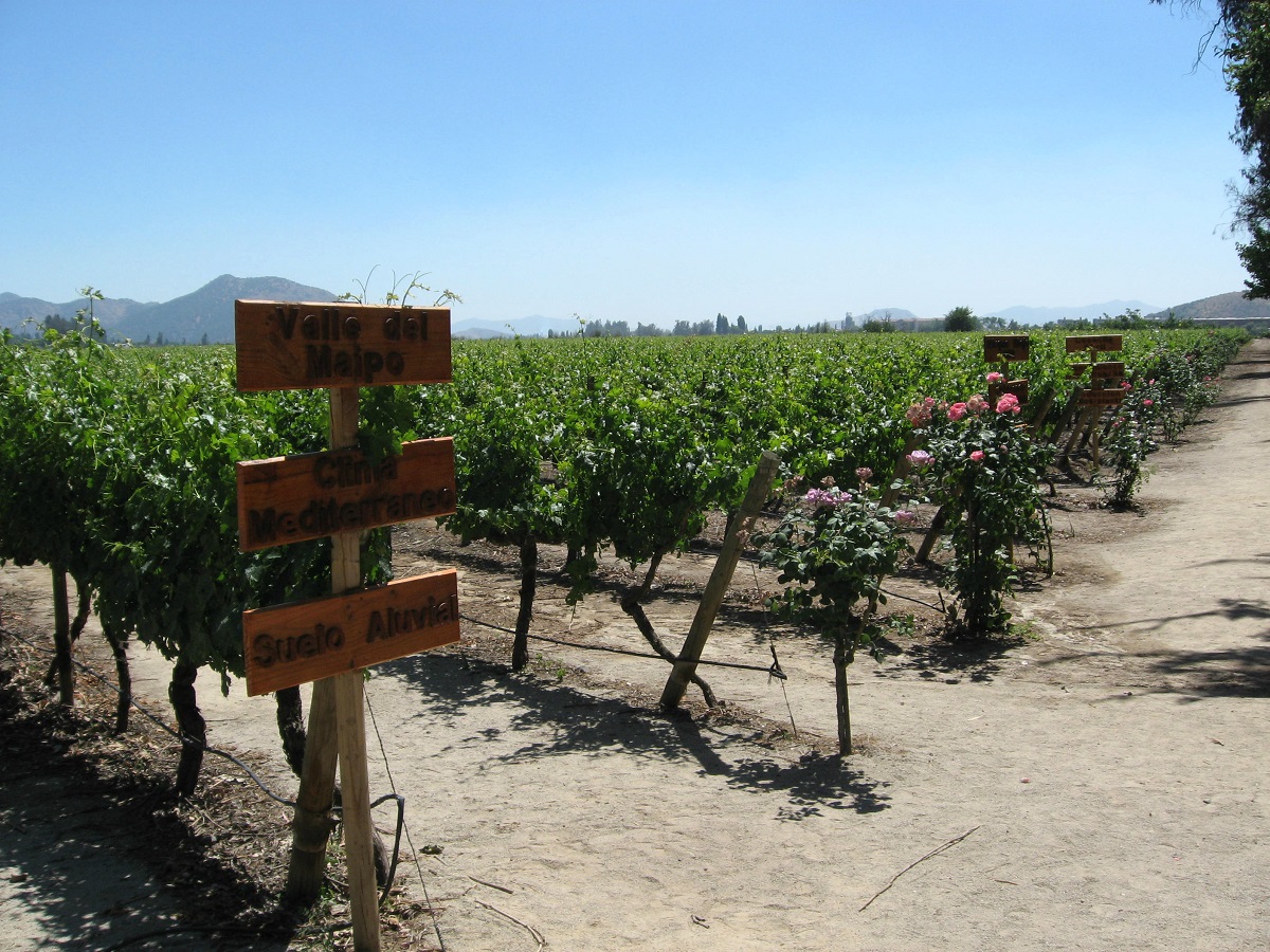 concha y toro winery tour