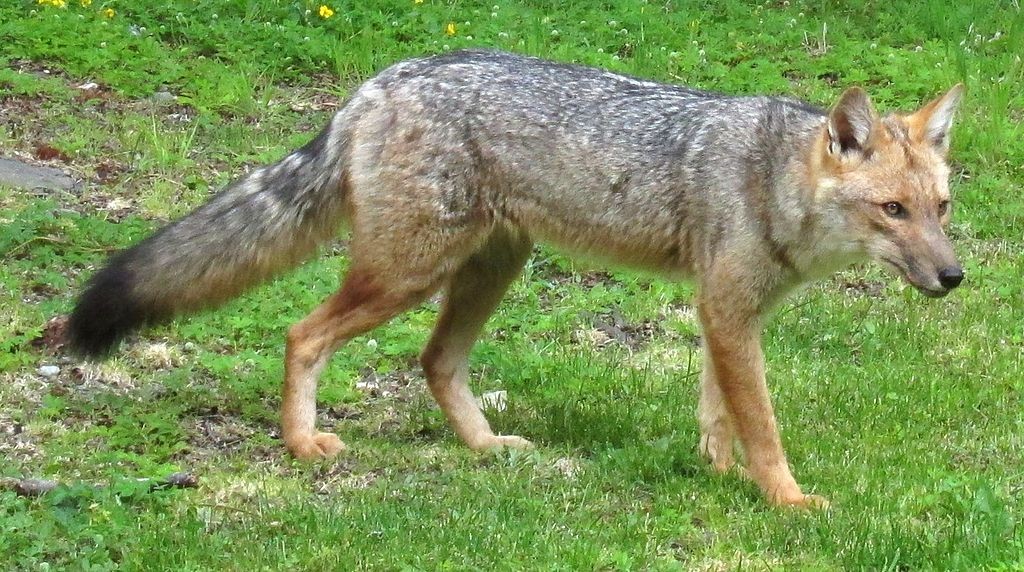 Lycalopex culpaeus