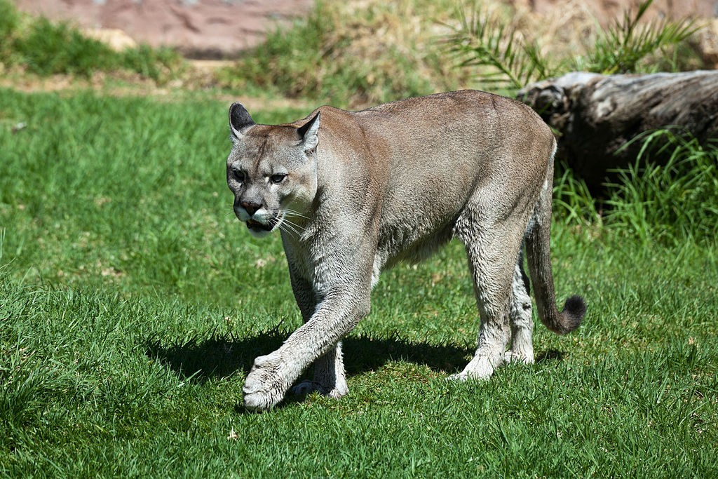 Puma concolor puma