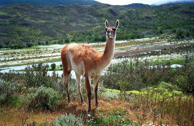 Lama guanicoe