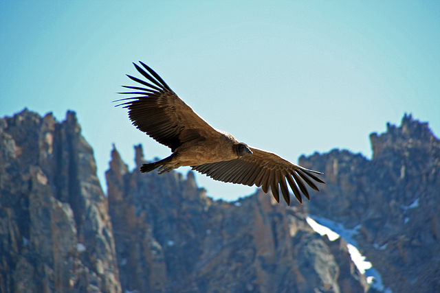 El Cóndor de los Andes domina los cielos de la Patagonia.