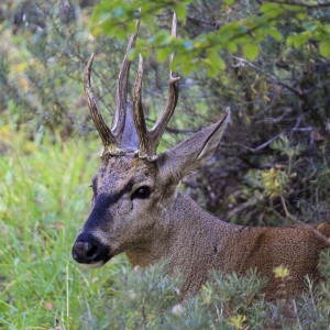 hipocamelus bisulcus