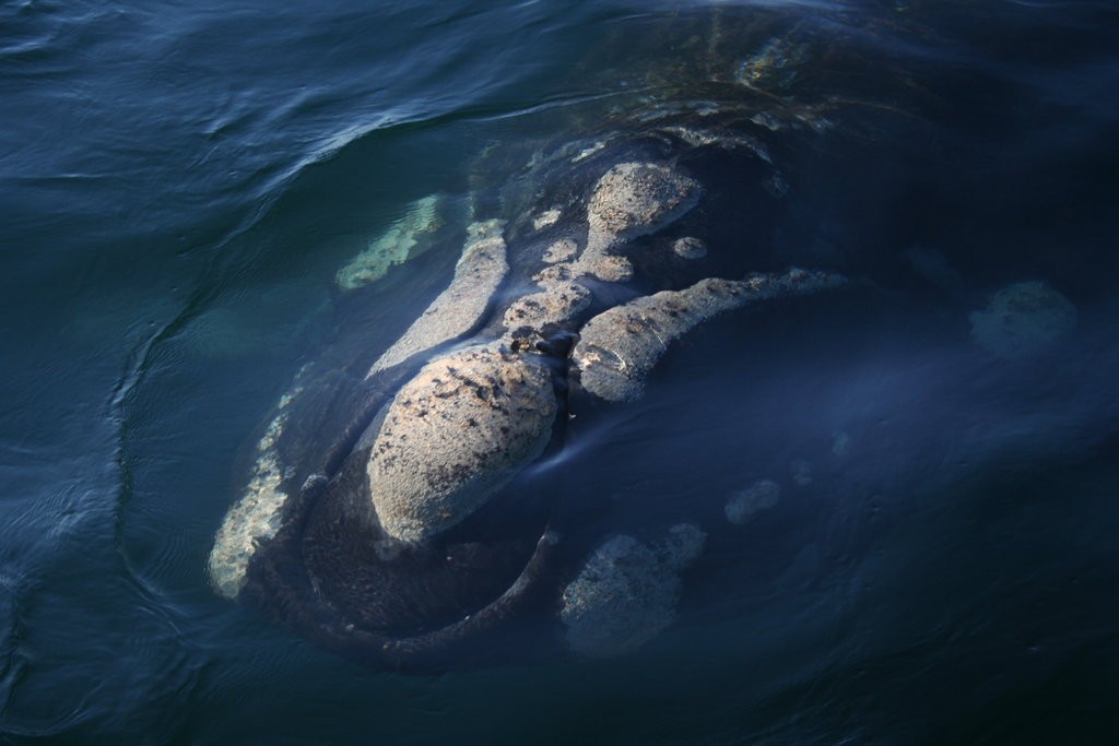 Ballena Franca Austral en Golfo Nuevo