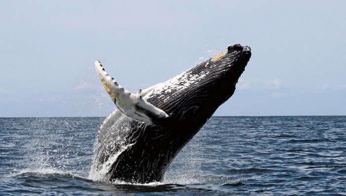 salto-ballena-franca-austral